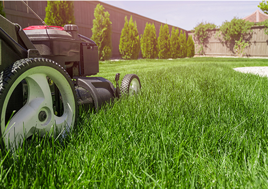 Tondeuse à gazon coupant l'herbe